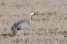 3-Grue cendrée | Grus grus | Common Crane